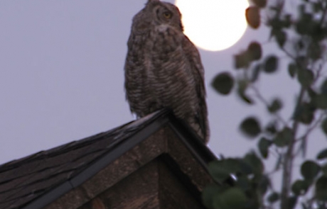 Owl_on_house